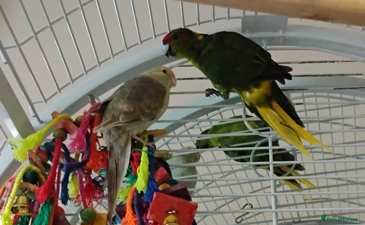Parrots birds - Advert 3