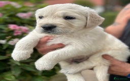 Golden Retriever dogs for sale: 1 Gorgeous Boy Available  - Image 4