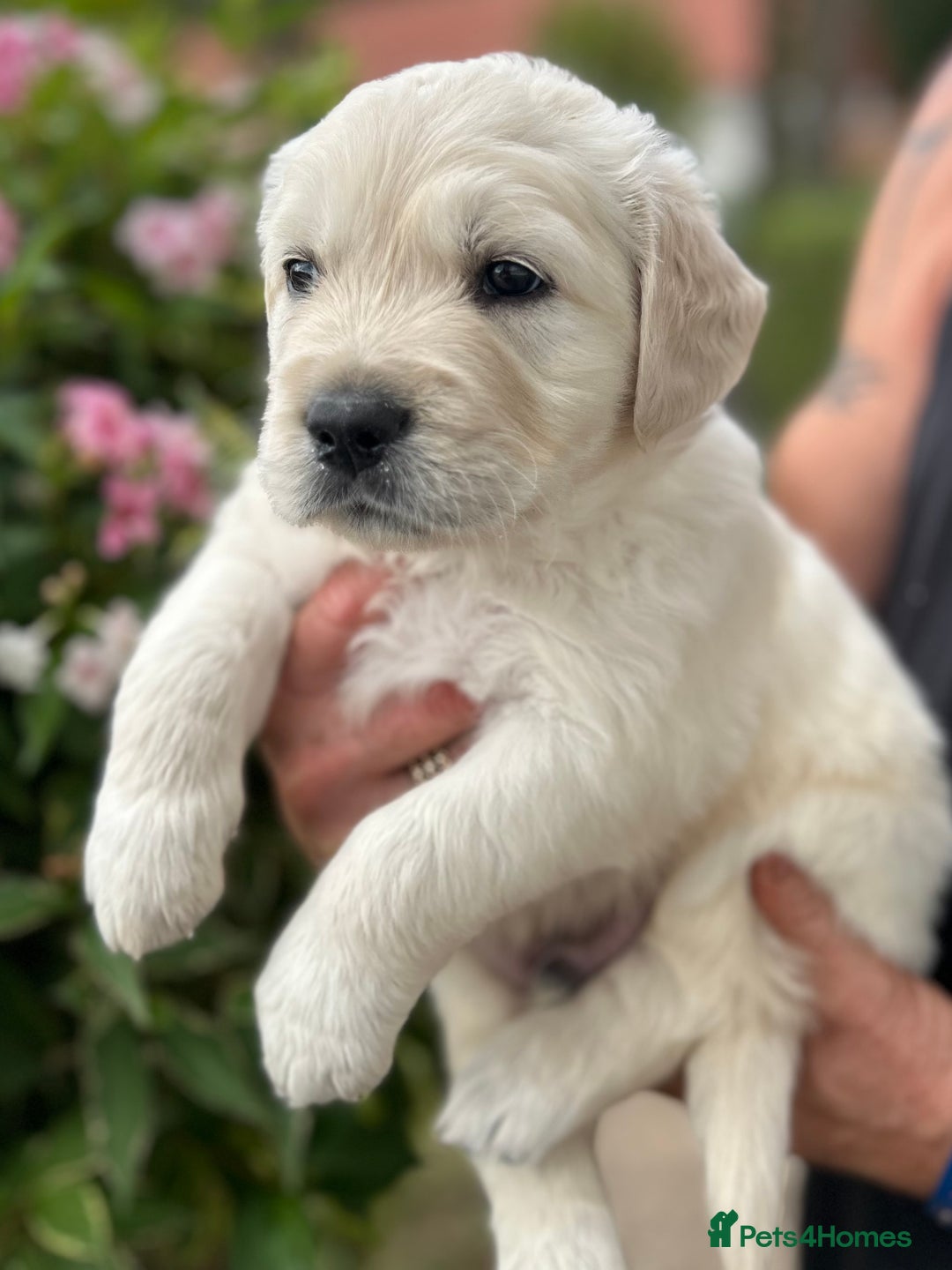 Golden Retriever dogs for sale: 1 Gorgeous Boy Available  - Image 4
