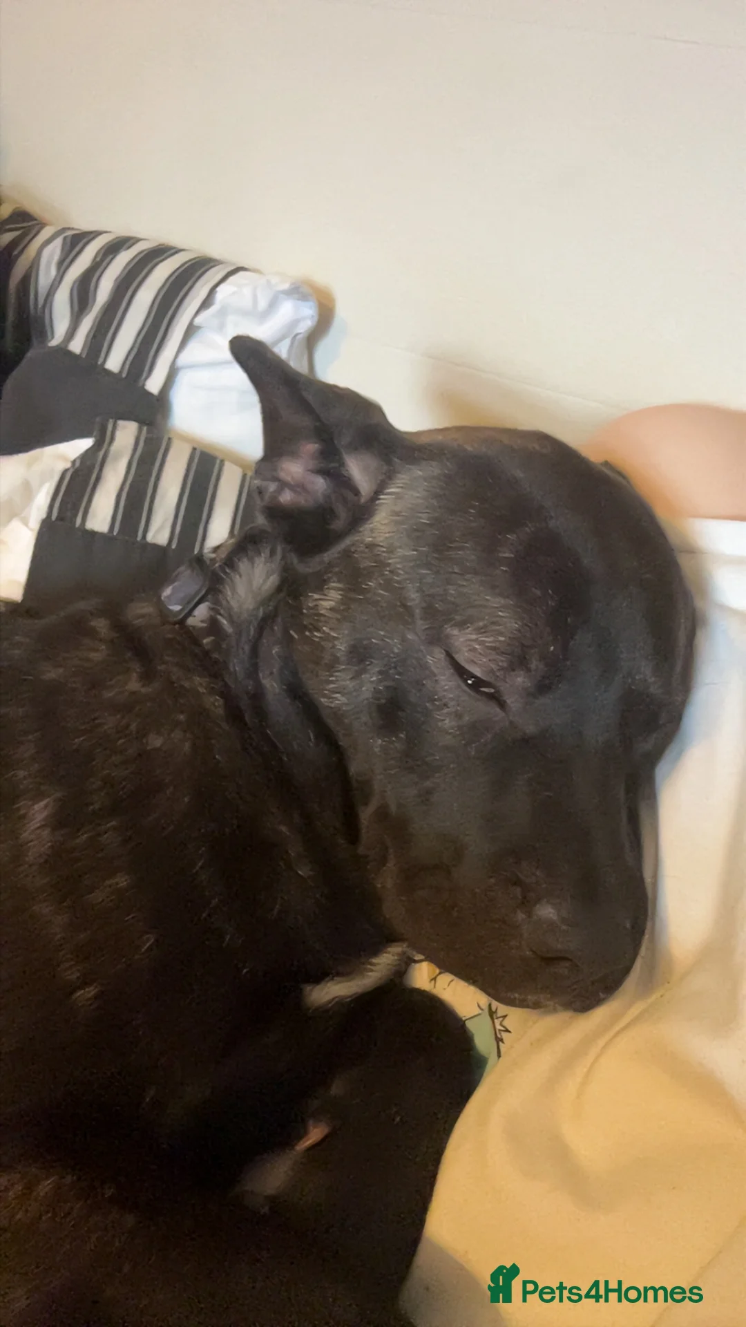 Mixed Breed dogs for sale: 2 beautiful boys for rehoming in Ilkeston - Advert 5