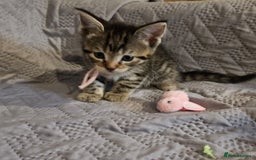 Russian Blue cats for sale: Mix Russian Blue and Maine Coon - Image 10