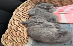 British Shorthair cats for sale: British shorthair kittens  - Image 1