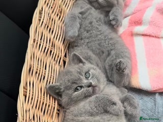 British Shorthair cats - Advert 17