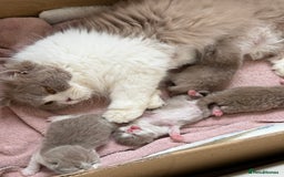 British Shorthair cats for sale: British shorthair/British longhair kittens 🐾  - Image 9