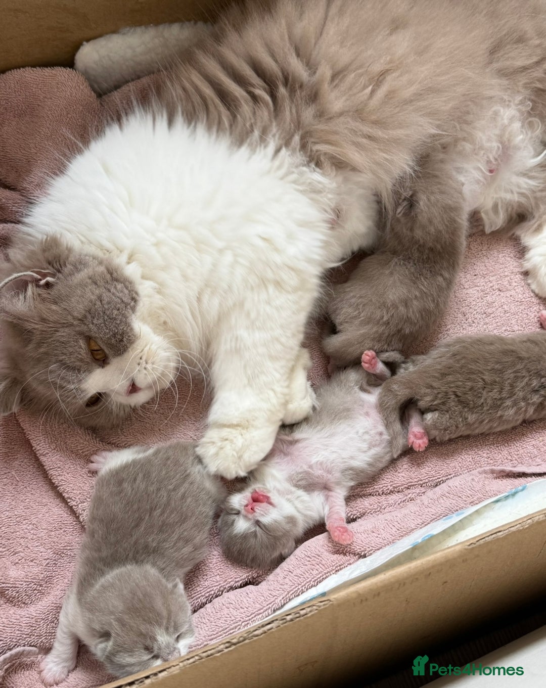 British Shorthair cats for sale: British shorthair/British longhair kittens 🐾  - Image 9