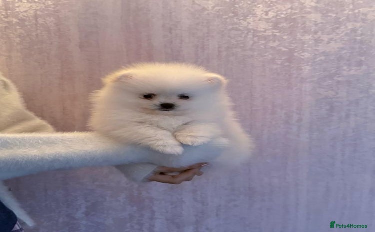 Pomeranian dogs - Advert 1