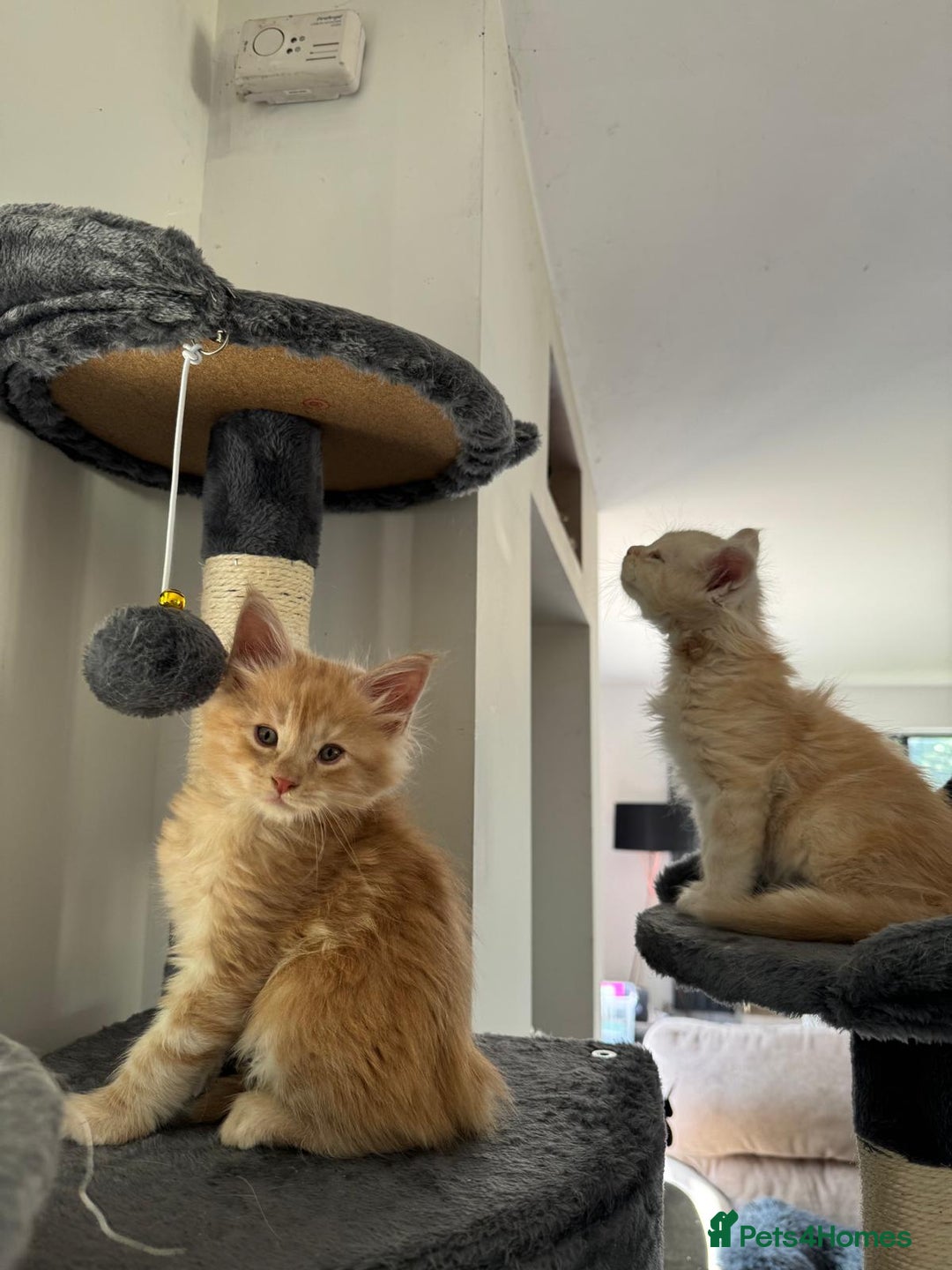 Maine Coon cats for sale: Full pedigree Maine Coon Kittens - Image 5
