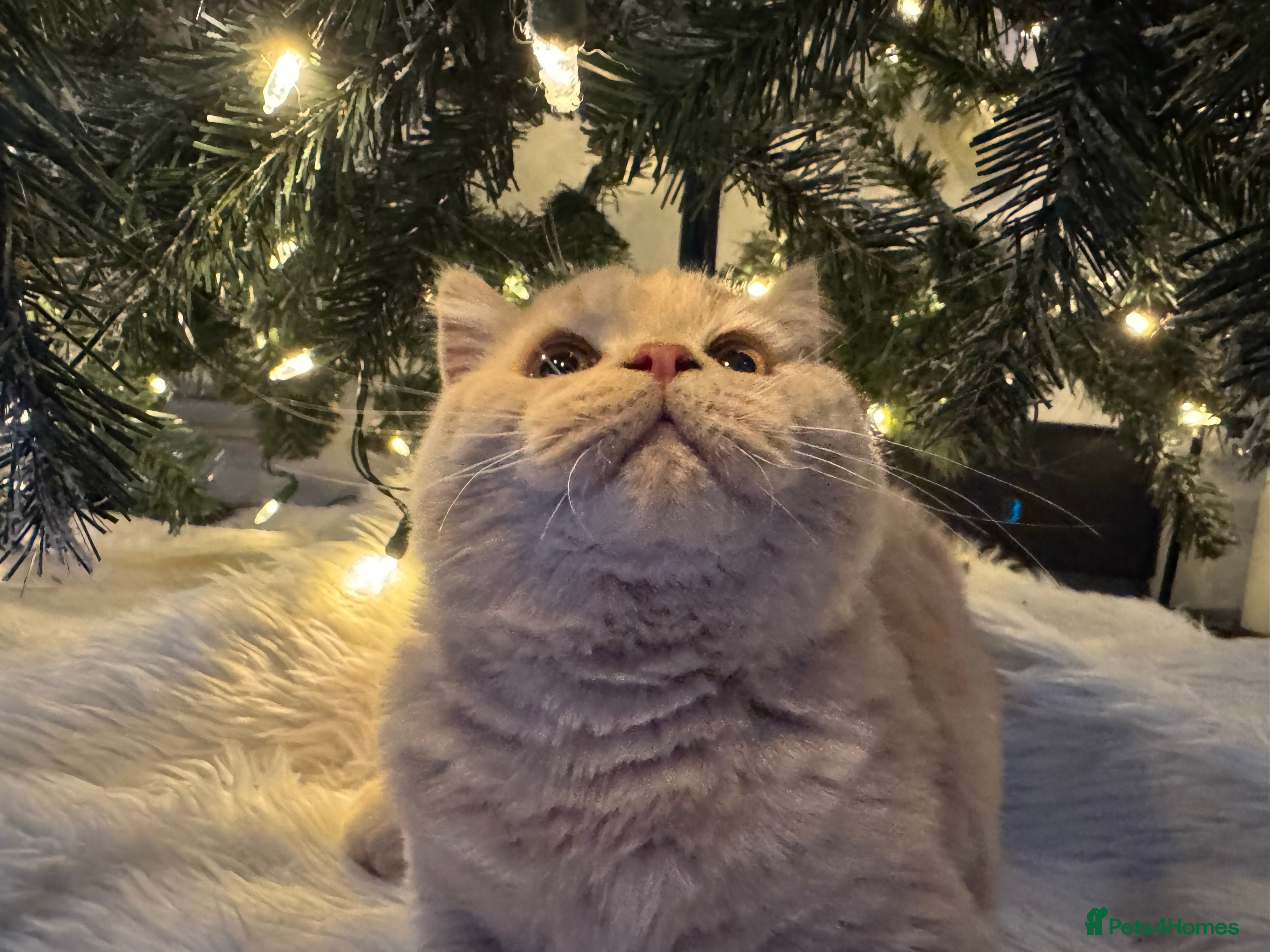 British Shorthair cats GCCF registered cream bsh boy - Advert 3