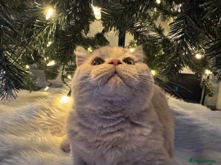 British Shorthair cats GCCF registered cream bsh boy - Advert 16