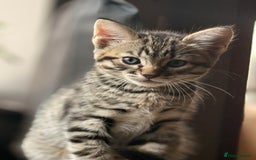 Mixed Breed cats for sale: Cutest kittens!  - Image 5