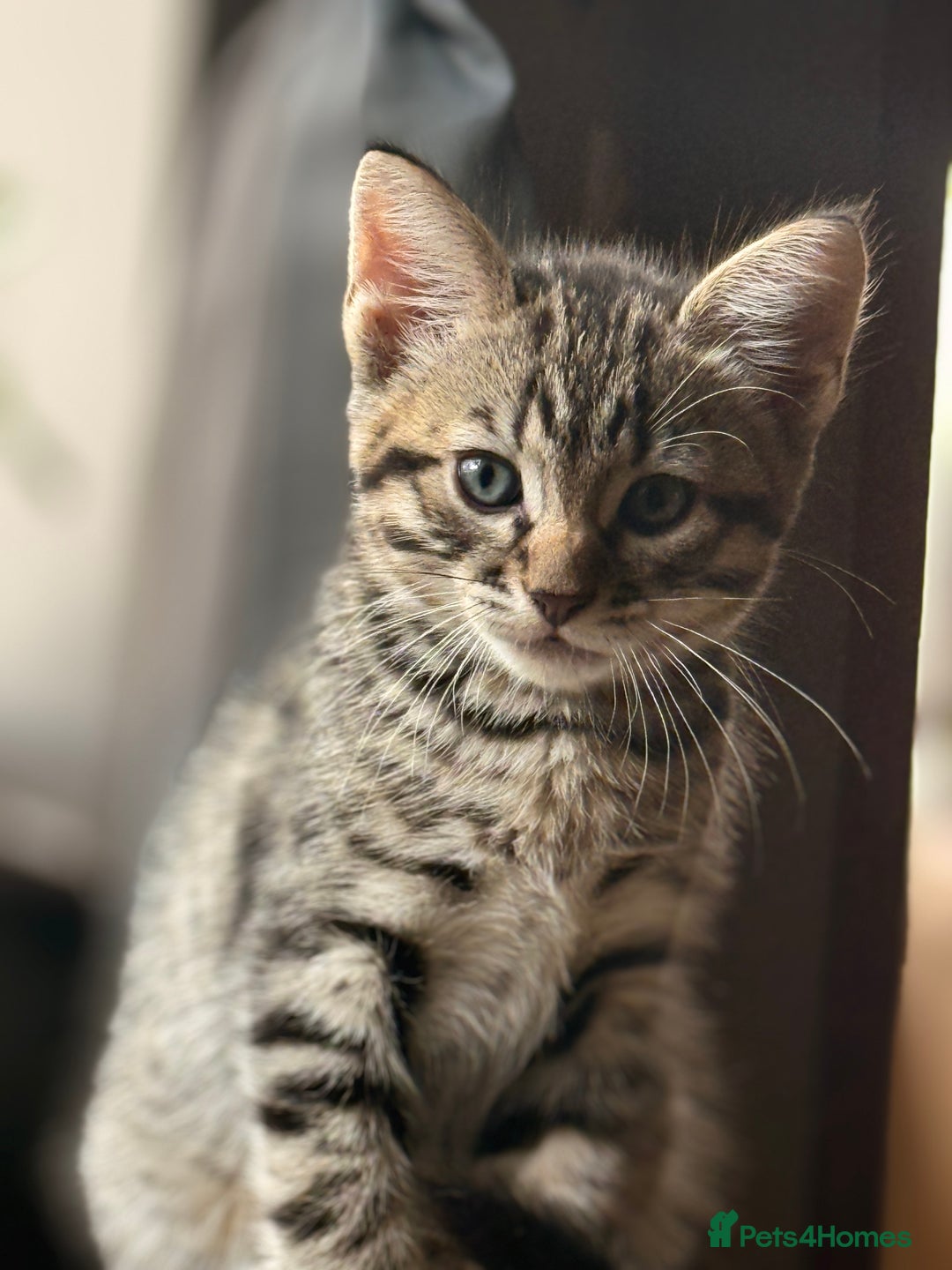 Mixed Breed cats for sale: Cutest kittens!  - Image 5