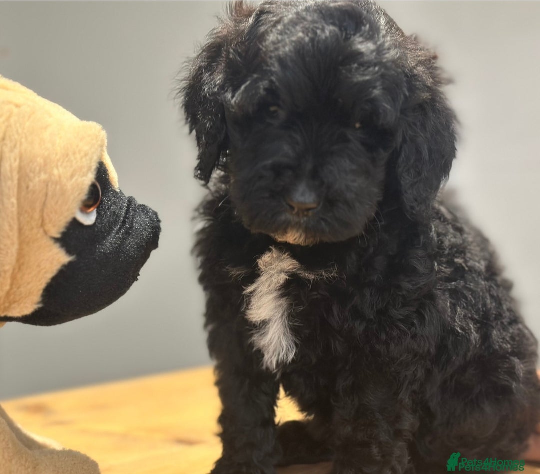 Mixed Breed dogs for sale: St Bernoodle puppy Poodle/St Bernard cross F1B Boy - Advert 4