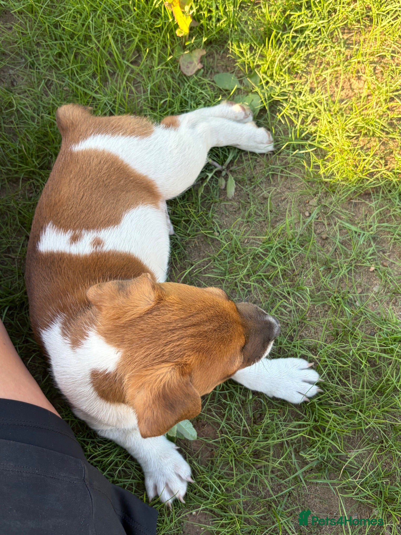 Jack Russell dogs Only 2 still available! Pure breed short tail   - Advert 2