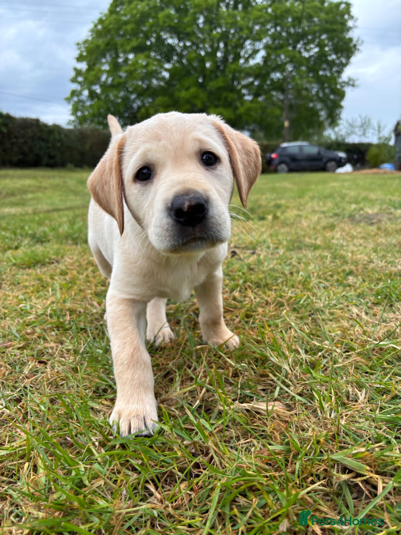 Labrador Retriever dogs Golden Labrador puppy  - Advert 1
