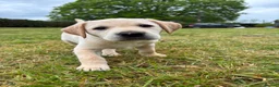 Labrador Retriever dogs for sale: Golden Labrador puppy  in Petworth - Advert 1