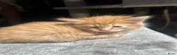 Mixed Breed cats for sale: Ragdoll x Siamese x Maine coon ready to leave  - Advert 14