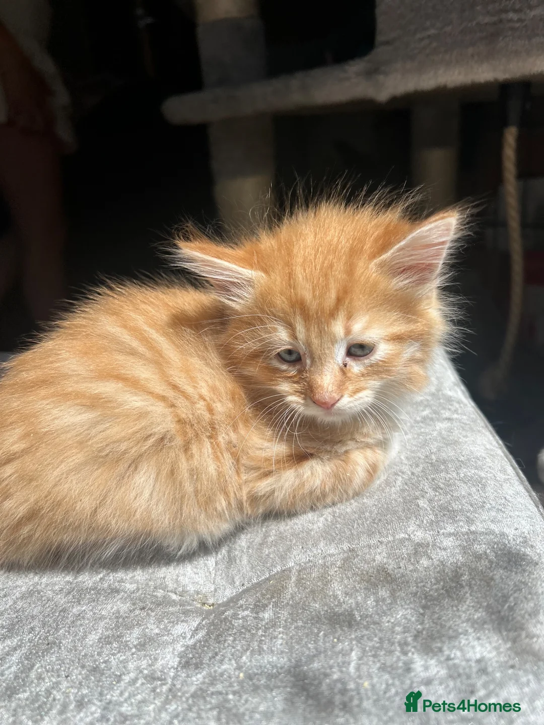 Mixed Breed cats for sale: Ragdoll x Siamese x Maine coon ready to leave  - Advert 14