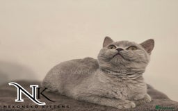 British Shorthair cats for sale: GORGEOUS GCCF REG TEDDYS 🐻🧸 READY TO LEAVE ❗️❗️ - Image 19
