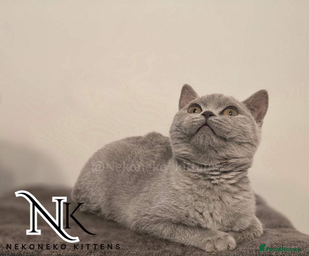 British Shorthair cats for sale: GORGEOUS GCCF REG TEDDYS 🐻🧸 READY TO LEAVE ❗️❗️ - Image 19