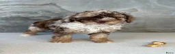 Miniature Poodle dogs for stud: 🐩 OZZIE–CHOCOLATE MERLE MINIATURE POODLE STUD 🐩 - Advert 11