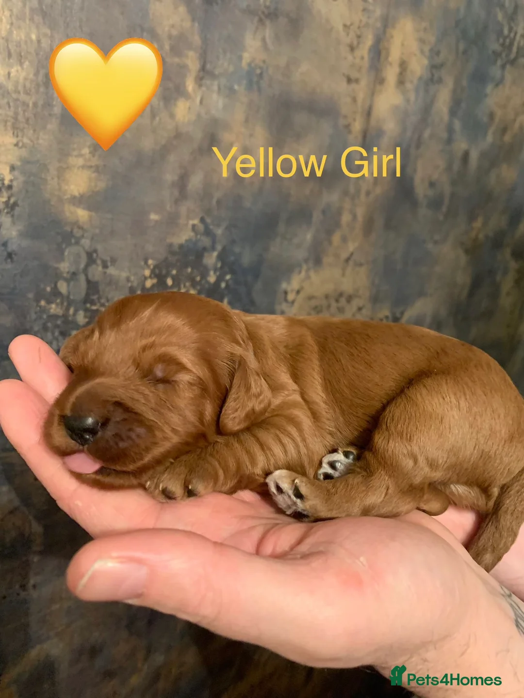 Cockapoo dogs for sale: 🐾Outstanding Health Checked Cockapoo puppies 🐶  - Advert 11