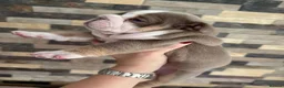 English Bulldog dogs for sale: Beautiful Quality & Outstanding Temperaments in Whitley Bay - Advert 2