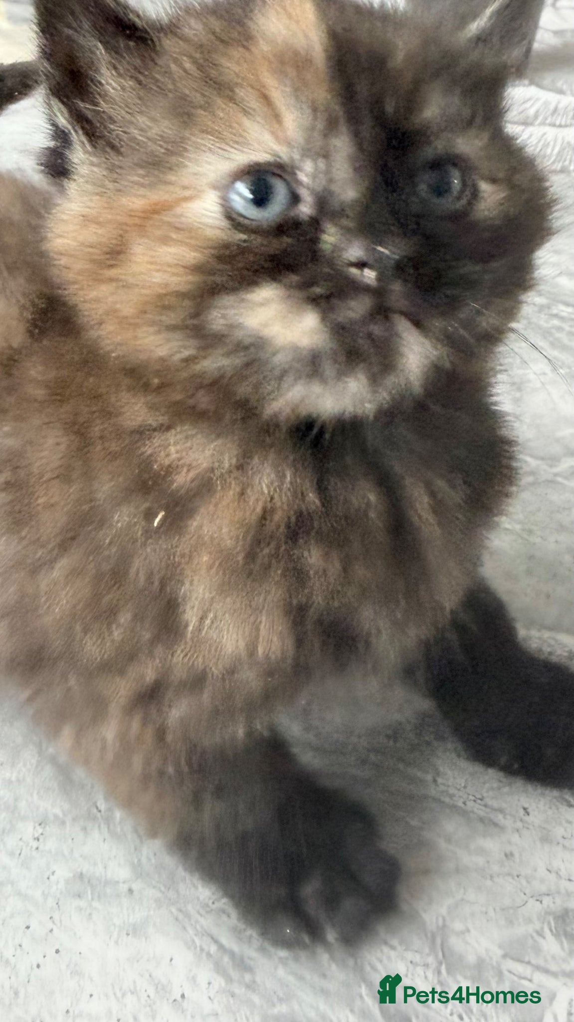 British Longhair cats for sale: Stunning and adorable  - Advert 5