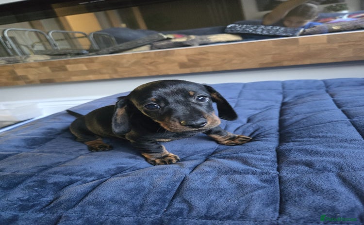 Miniature Dachshund dogs - Advert 1