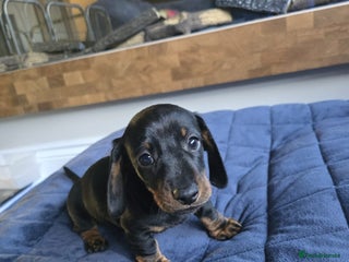 Miniature Dachshund dogs - Advert 2