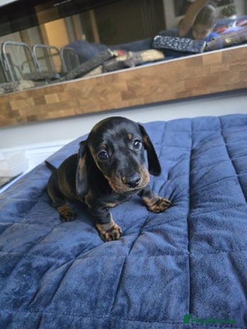 Miniature Dachshund dogs - Advert 4