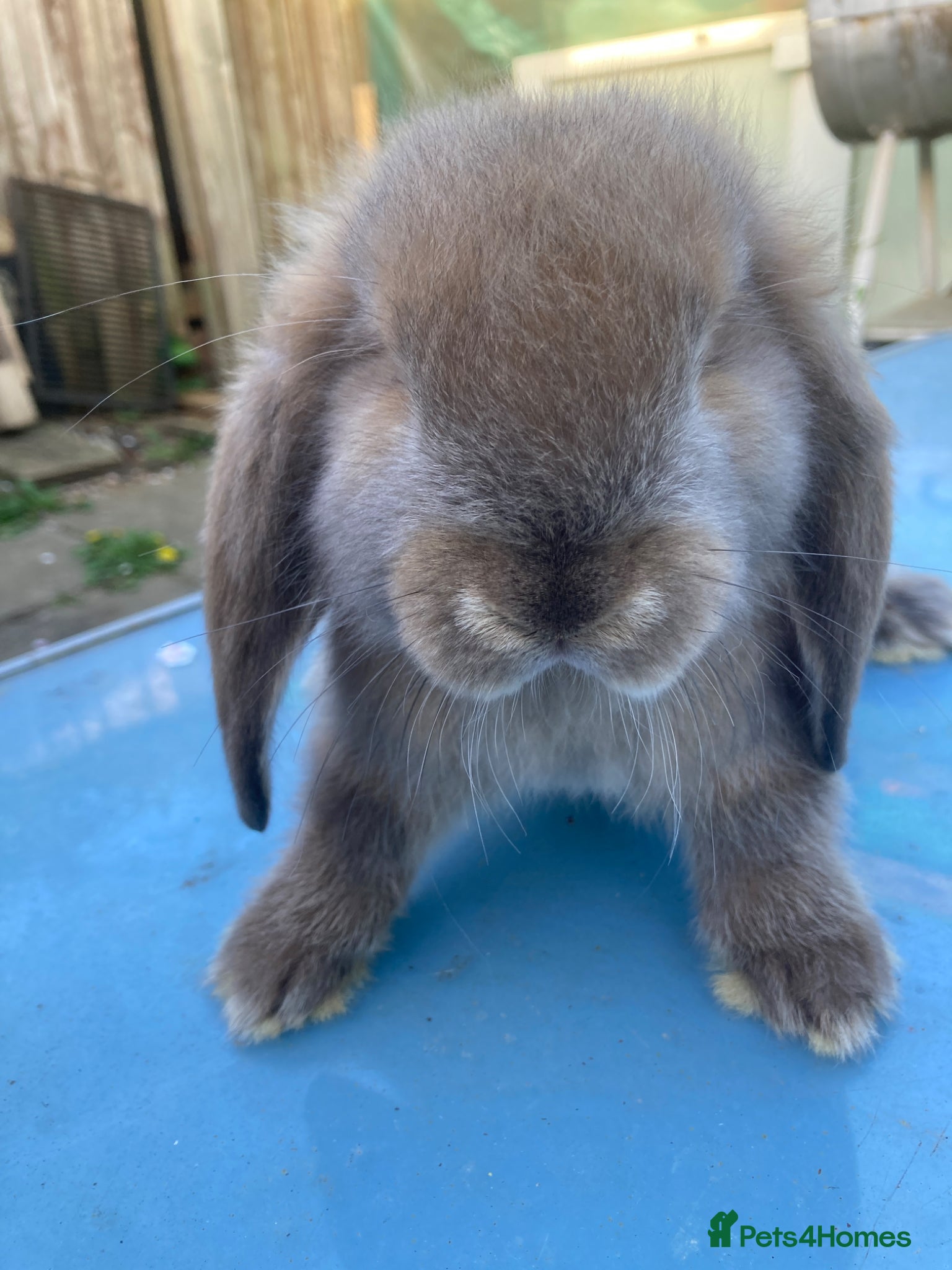 French Lop rabbits Rabbits in London - Advert 14
