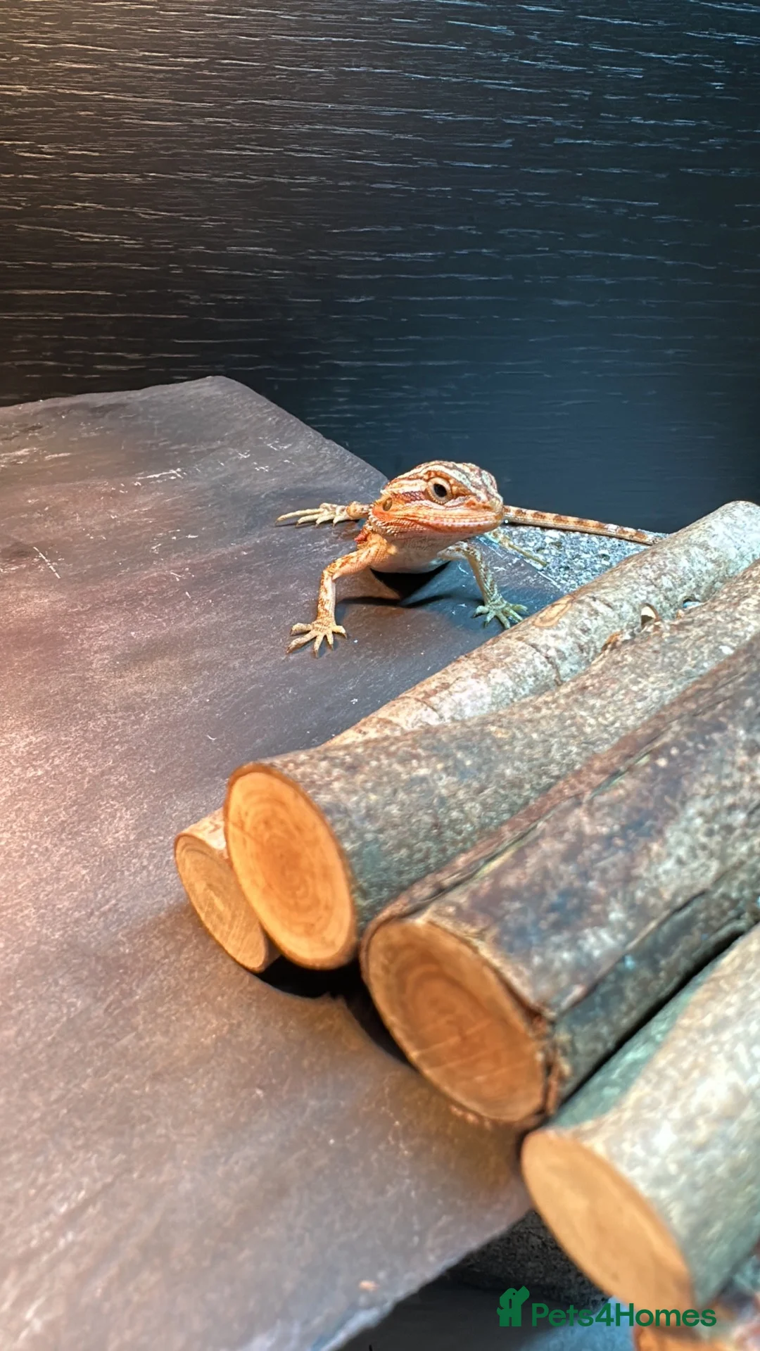 Bearded Dragon reptiles for sale: Bearded dragon  - Advert 1