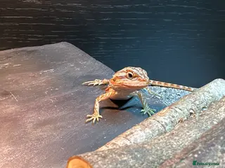 Bearded Dragon reptiles Bearded dragon - Advert 1