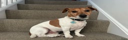 Jack Russell dogs for sale: 8 year old Jack Russell - Advert 1