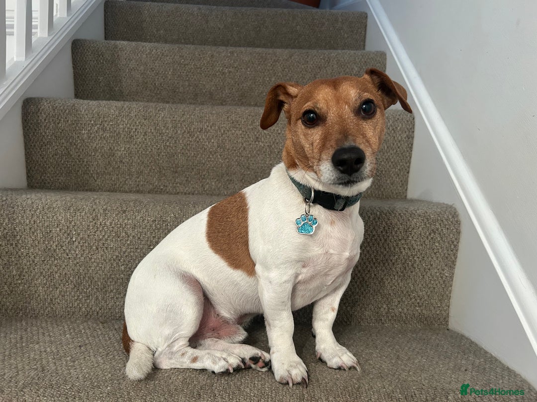 Jack Russell dogs for sale: 8 year old Jack Russell - Advert 1