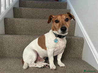 Jack Russell dogs 8 year old Jack Russell - Advert 1