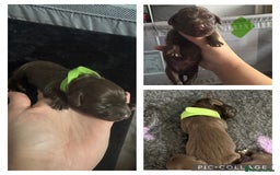 Mixed Breed dogs for sale: Collie cross (Dollie’s) - Image 2