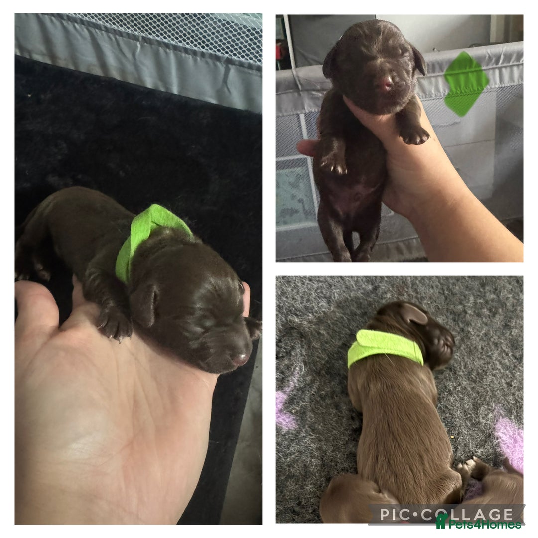 Mixed Breed dogs for sale: Collie cross (Dollie’s) - Image 2