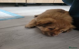 Mixed Breed dogs for sale: Pekingese mix breed puppies  - Advert 23