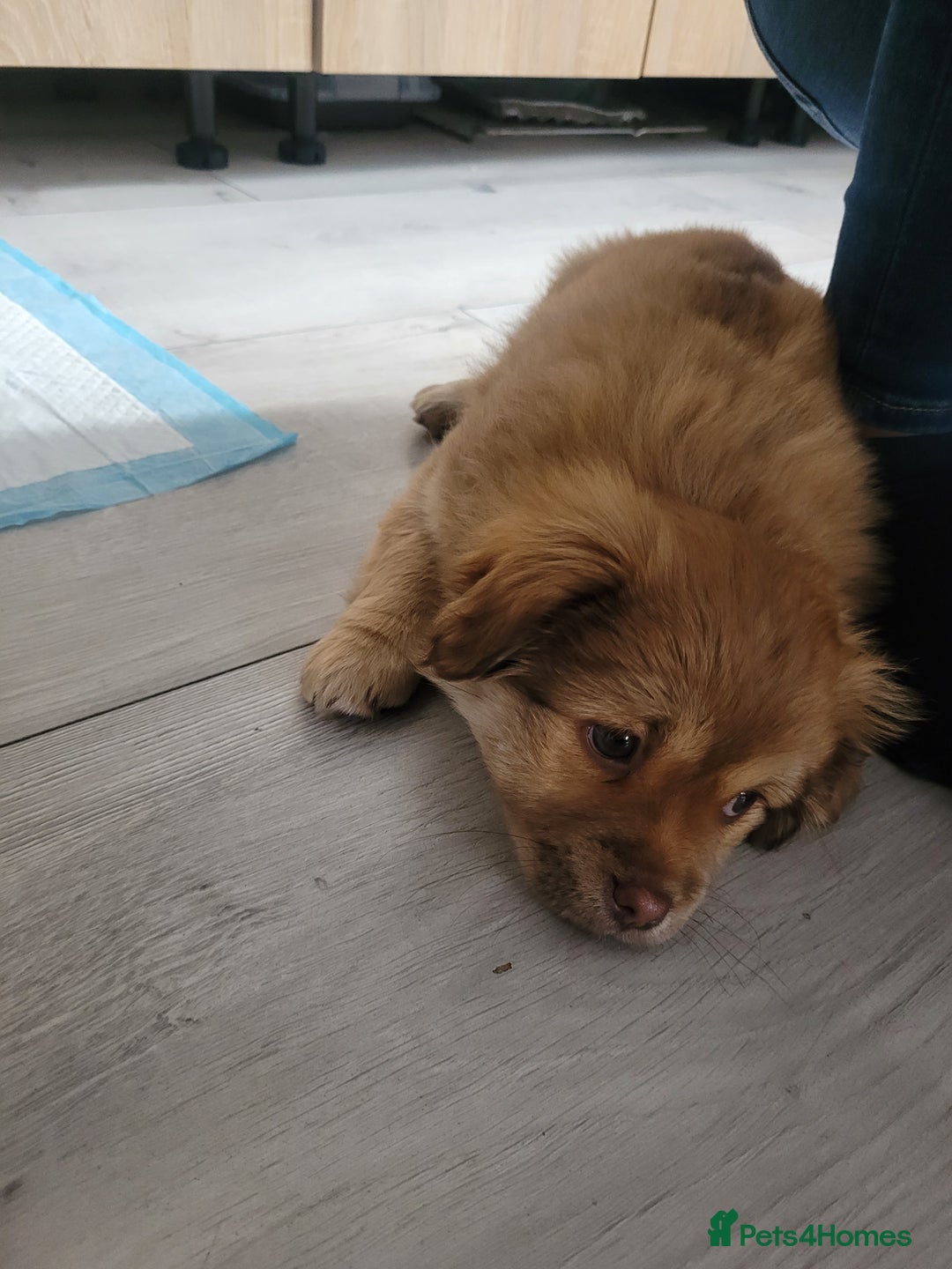 Mixed Breed dogs for sale: Pekingese mix breed puppies  - Advert 23