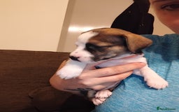 Mixed Breed dogs for sale: Stunning litter of 8 - Image 32