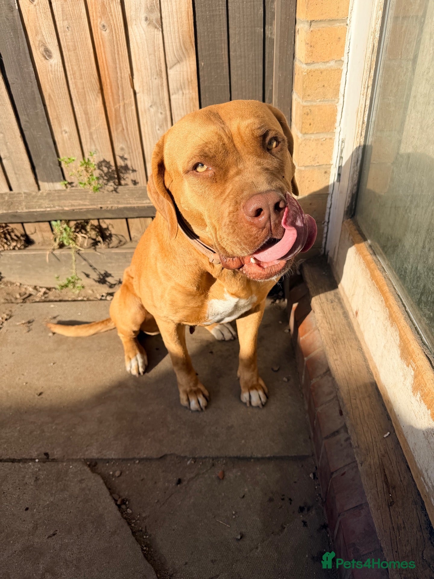 Mixed Breed dogs Beautiful Mastiff mixed breed  - Advert 2
