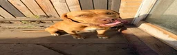Mixed Breed dogs for sale: Beautiful Mastiff mixed breed  - Advert 1