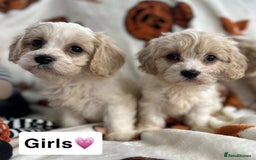 Cavachon dogs for sale: DNA CLEAR CAVACHON PUPS - Image 4