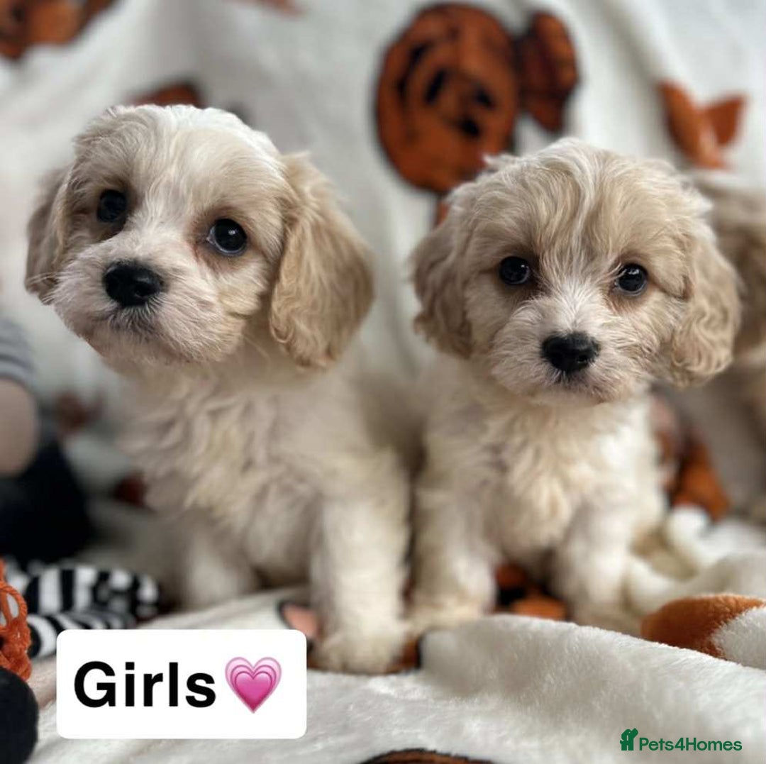 Cavachon dogs for sale: DNA CLEAR CAVACHON PUPS - Image 4
