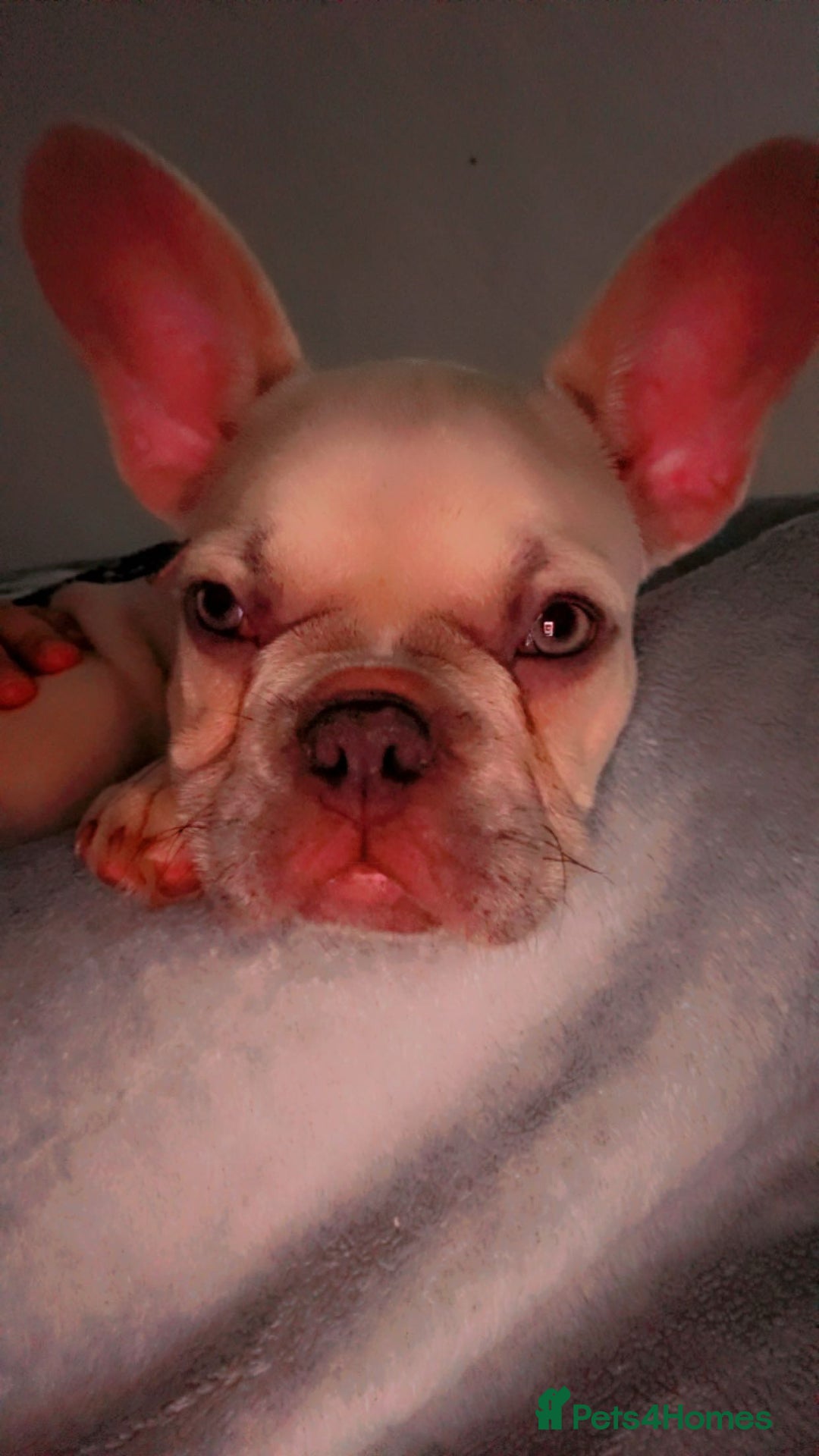 Mixed Breed dogs for sale: Chicco - Image 1