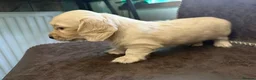 Miniature Dachshund dogs for sale: Exceptional KC Registered Miniature Dachshunds  - Advert 23
