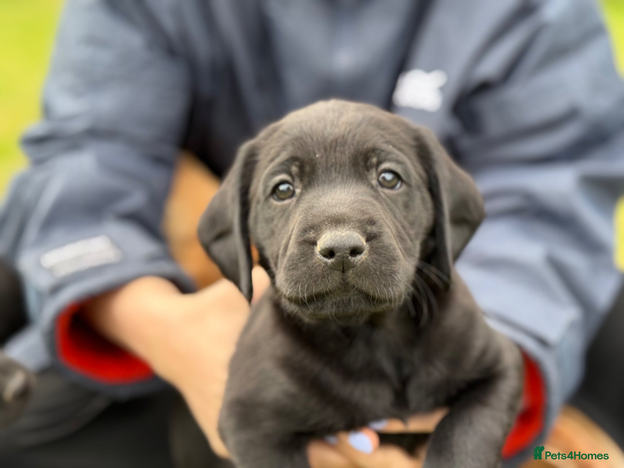 Springador dogs for sale: Spaniel x Labrador puppies  - Advert 17