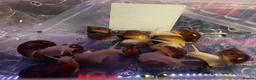 Snails invertebrates for sale: Giant African land snails  - Advert 5
