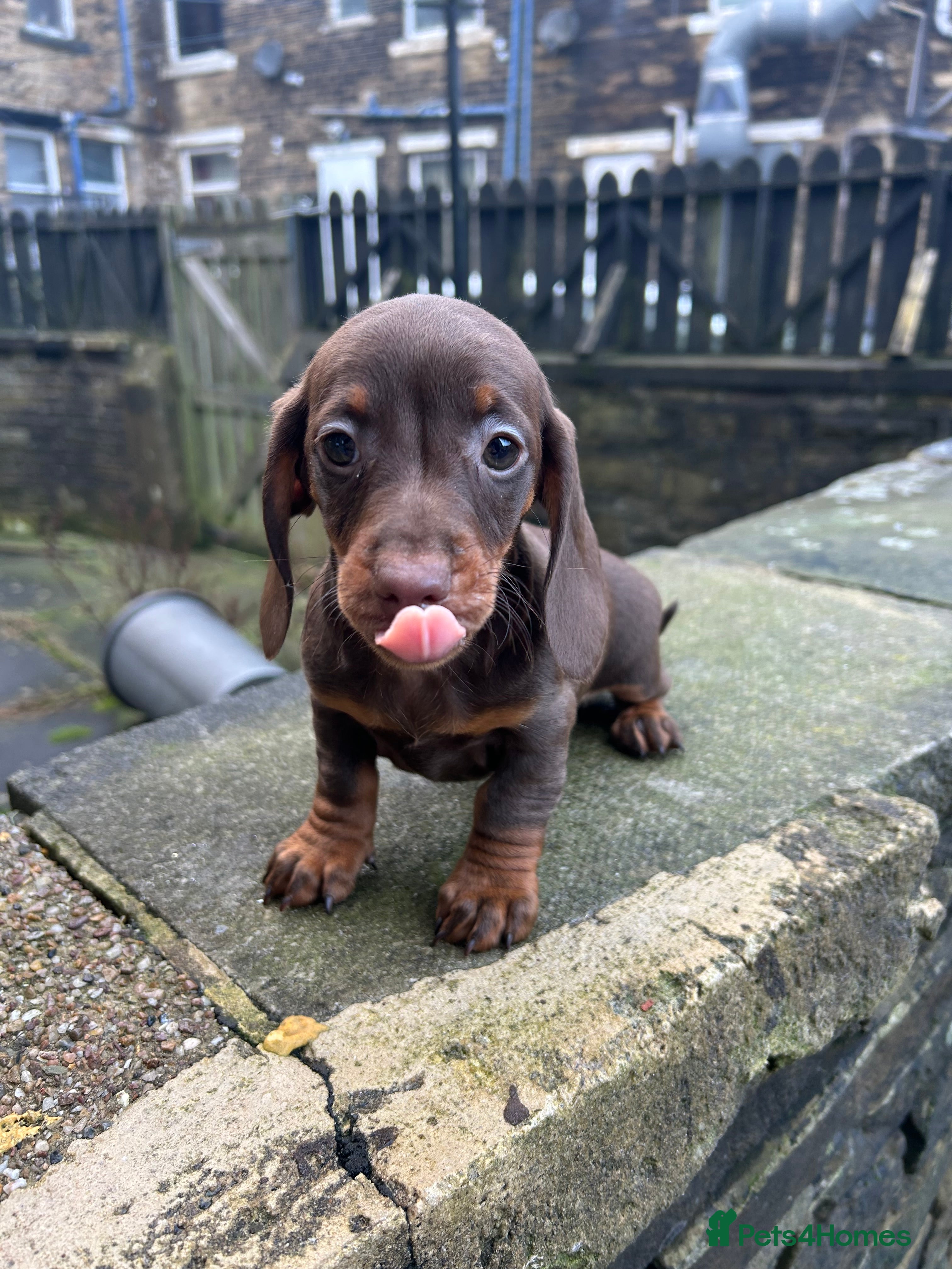 Miniature Dachshund dogs Last females Miniature Dachsunds - Advert 11